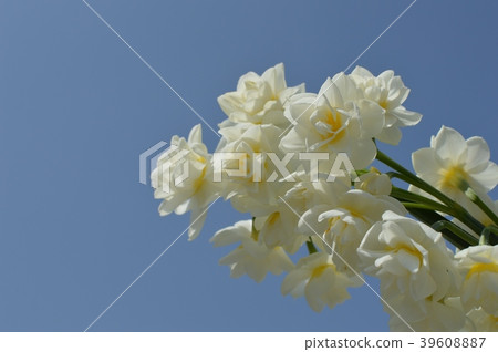 Fusosaki narcissus and blue sky 39608887