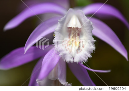 台灣一葉蘭 39609204