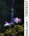 台灣一葉蘭 39609207