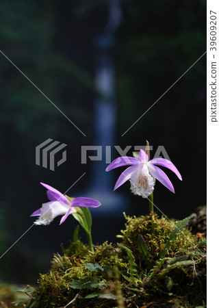 台灣一葉蘭 39609207