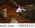 台灣一葉蘭 39609210
