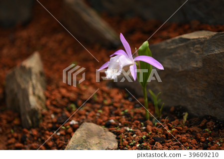 台灣一葉蘭 39609210