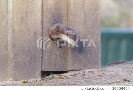 Small claw otter crawling Small claw otter crawling 39609404
