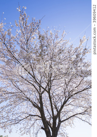 Cherry Blossoms Yoshino cherry tree 39609412