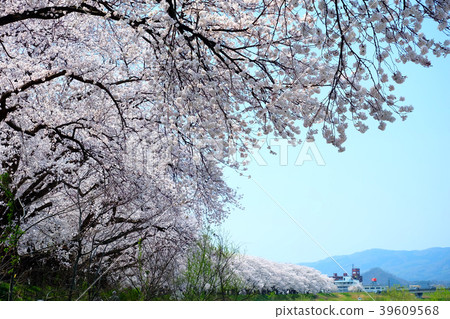 櫻花盛開(福井·阿蘇巴河堤) 櫻花盛開(福井·阿蘇巴河堤) 39609568