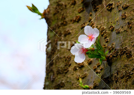 櫻花盛開(福井·阿蘇巴河堤) 櫻花盛開(福井·阿蘇巴河堤) 39609569
