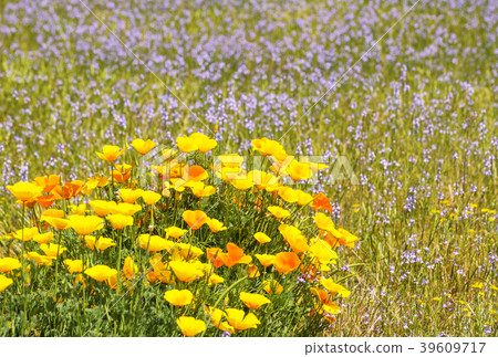 花田背景材料圖像素材 39609717