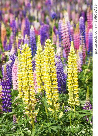 羅素盧平背景材料圖像素材花場 羅素盧平背景材料圖像素材花場 39609719