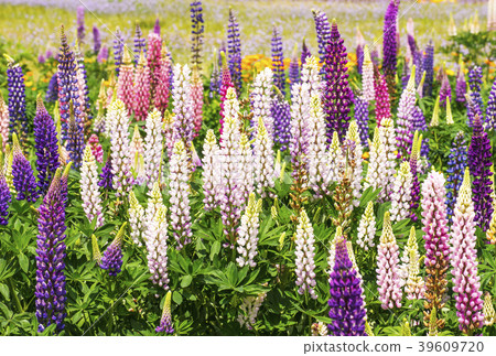Russell Lupine background material Image material Flower field 39609720