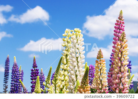 Russell Lupine background material Image material Flower field 39609722