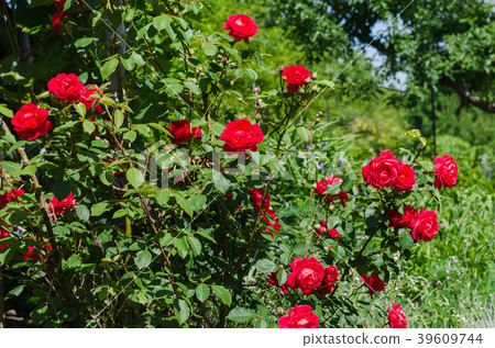 Flowering red climbing roses in the garden 39609744