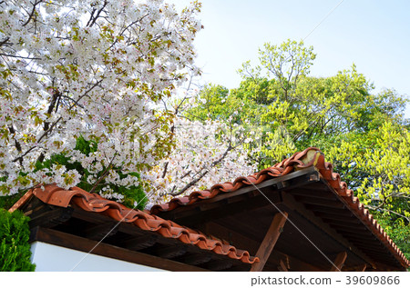 大阪鶴見春天的綠地 39609866