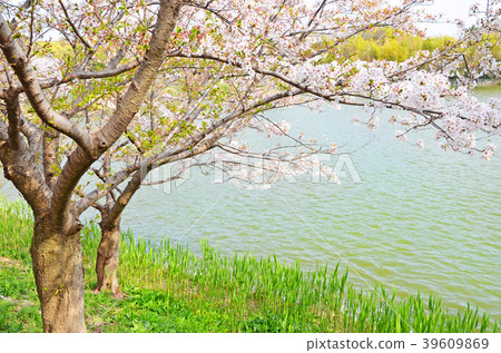 櫻花在水面上 櫻花在水面上 39609869