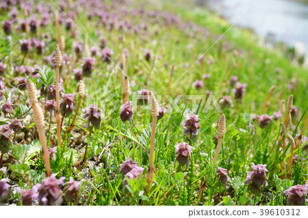 Wild grass stalks on spring riverbeds, Odrikosou et al.-2 39610312