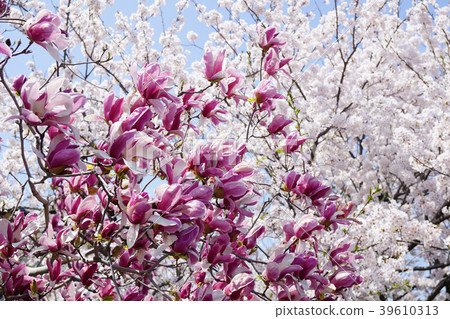 The magnolia and cherry blossoms were beautiful -1 39610313