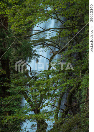 Yoro no Waterfall Yoro no Waterfall 39610340