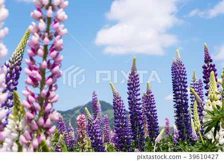 Flower field Russell Lupine image material Background material 39610427