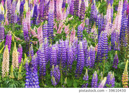 Flower field Russell Lupine image material Background material 39610430