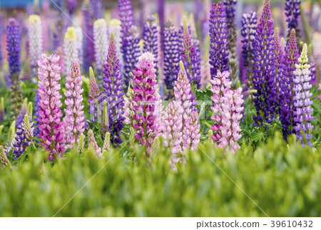 花田羅素羽扇豆圖像材料背景材料 39610432