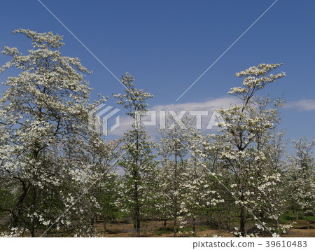 山茱萸和藍天，雲彩 39610483
