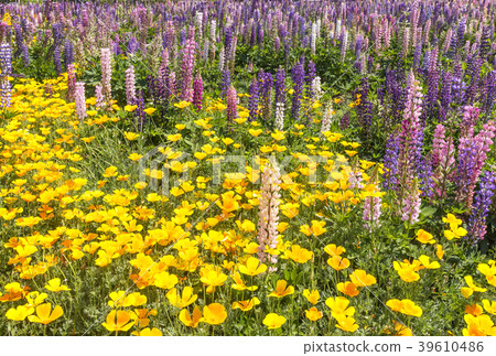 花田背景材料圖像素材大白菜羅素羽扇豆 花田背景材料圖像素材大白菜羅素羽扇豆 39610486