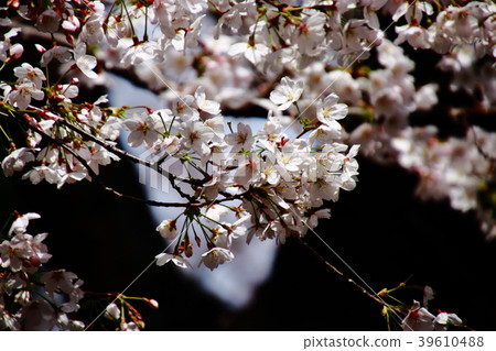櫻花，Somei Yoshino，Chidori wa 39610488