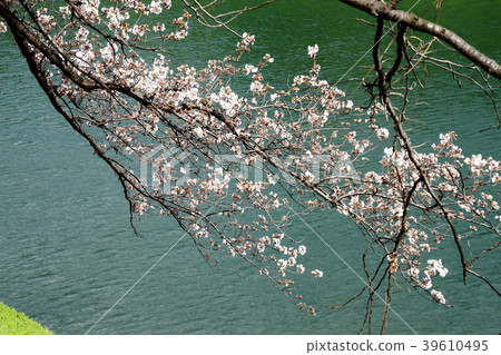 Cherry blossoms, Somei Yoshino, Chidori, Cherry blossoms, Somei Yoshino, Chidori, 39610495