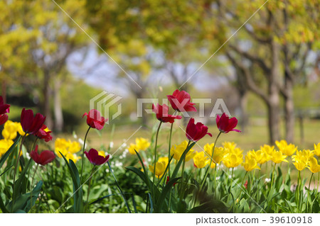 Tulip 39610918