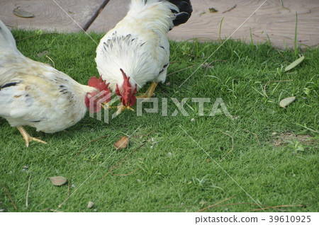 雞 39610925