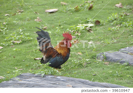雞 雞 39610947