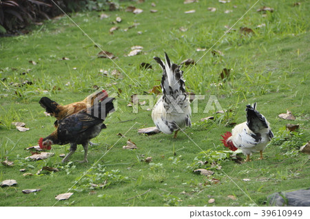 雞 39610949