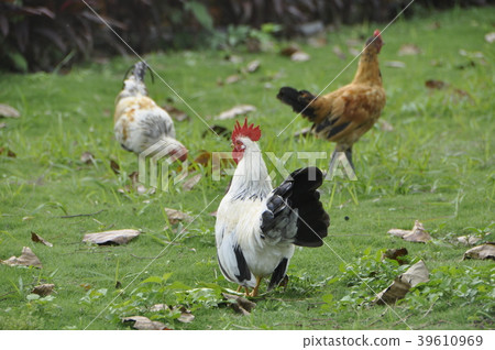 Chicken 39610969