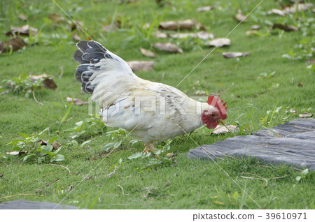 雞 雞 39610971