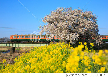 春天的景色 39611084