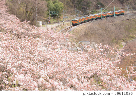櫻花和南瓜火車 39611086