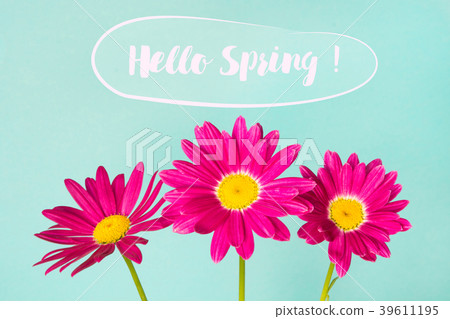 Three pink pyrethrum flowers on blue background. 39611195