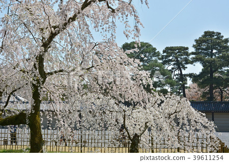 Kyoto Gyoenzakura 39611254