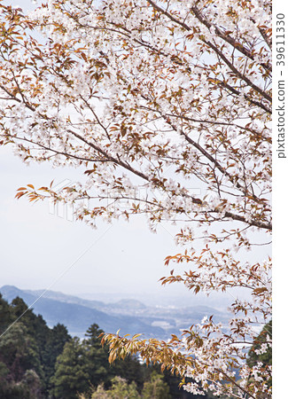 野生烏鴉 39611330