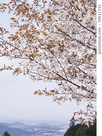 野生烏鴉 39611332