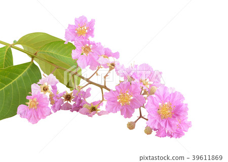 Beautiful pink flower bouquet (Lythraceae) 39611869