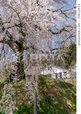 Ama's Village Ishizuka Sakura Iida City, Nagano Prefecture 39612618