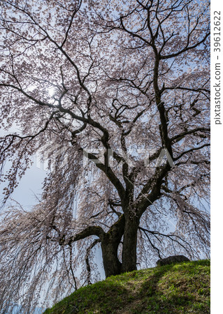 Amaano's Village Ishizuka Sakura Iida City,Nagano Prefecture Amaano's Village Ishizuka Sakura Iida City,Nagano Prefecture 39612622
