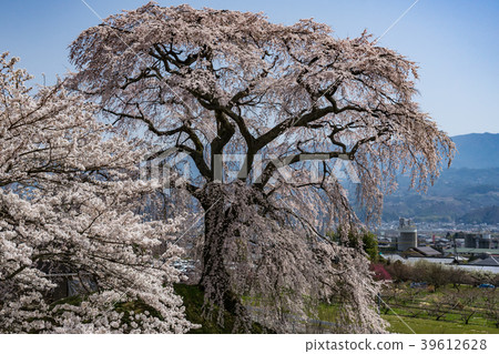 Ama's Village Ishizuka Sakura Iida City, Nagano Prefecture Ama's Village Ishizuka Sakura Iida City, Nagano Prefecture 39612628