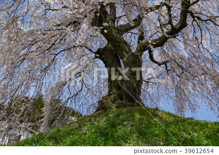Ama's Village Ishizuka Sakura Iida City, Nagano Prefecture 39612654
