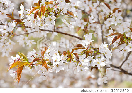 野生烏鴉 39612830