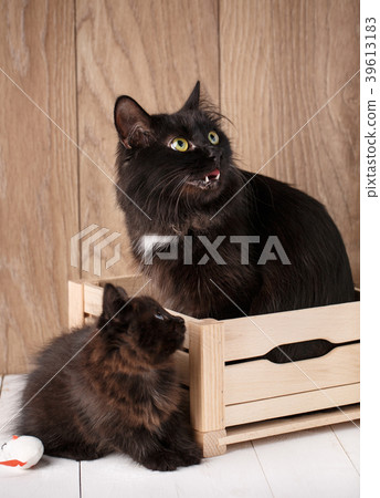 Two black Kurilian Bobtail cats. Mom with her 39613183