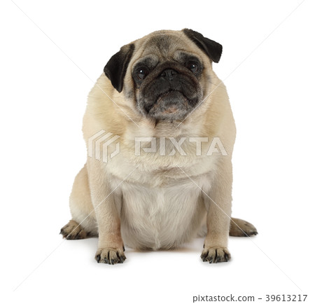 Pug dog sitting in a studio Pug dog sitting in a studio 39613217