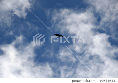 Raven in the blue sky. Silhouette 39613633