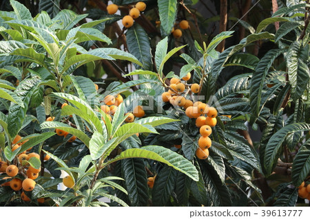 Fruit of loquat 39613777