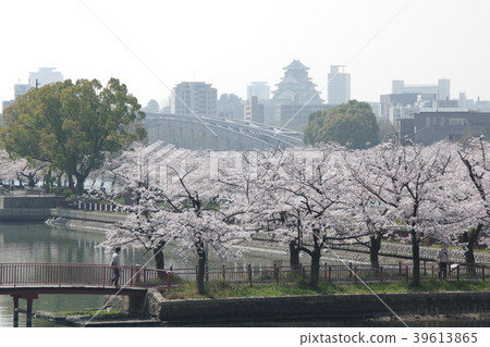 櫻花和Kema Sakuranomiya公園盛開 櫻花和Kema Sakuranomiya公園盛開 39613865